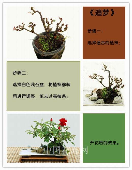 月季盆景DIY 盆景