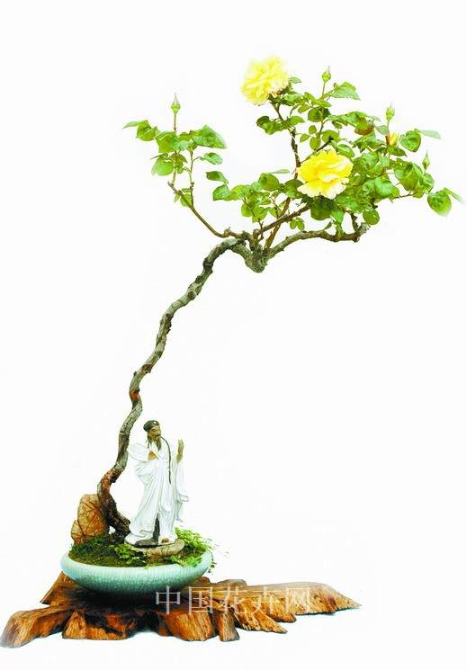 月季盆景DIY 盆景