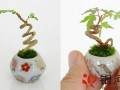 三厘米的迷你盆景让家充满小清新