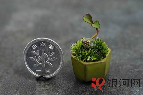 三厘米的迷你盆景让家充满小清新