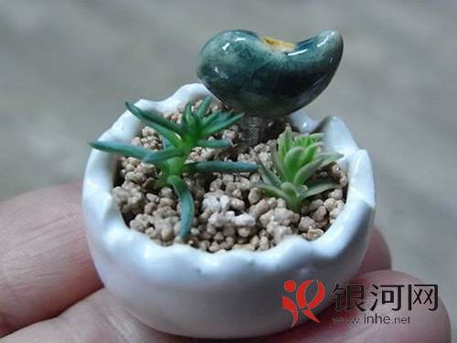 三厘米的迷你盆景让家充满小清新