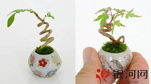 三厘米的迷你盆景让家充满小清新