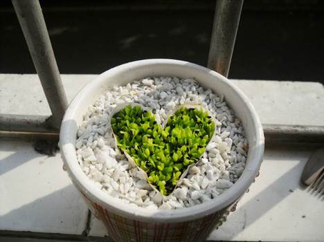 火龙果DIY盆景的详细教程