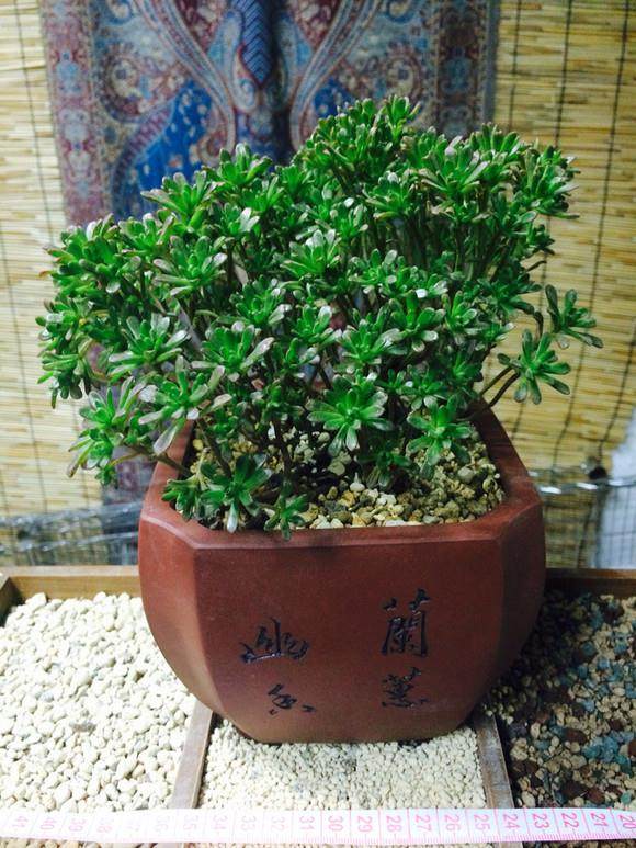 福州西湖花展9月28日开放 3万多盆花迷你眼