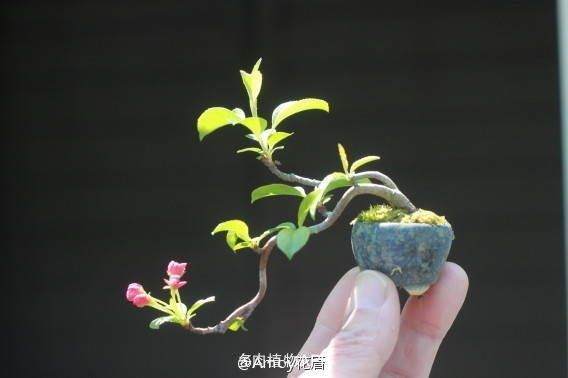 精致迷你盆栽 办公室添乐趣