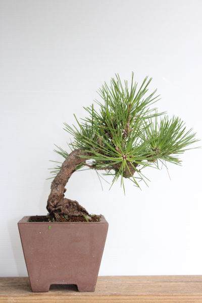 萌萌哒迷你盆景