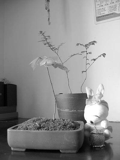 迷你盆景 自己动手做