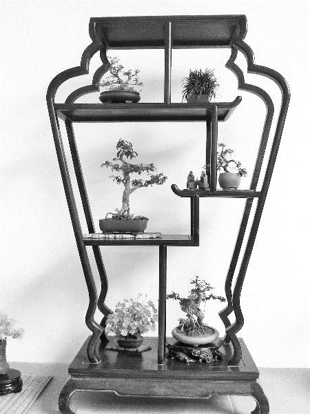 大河报欣赏迷你盆景