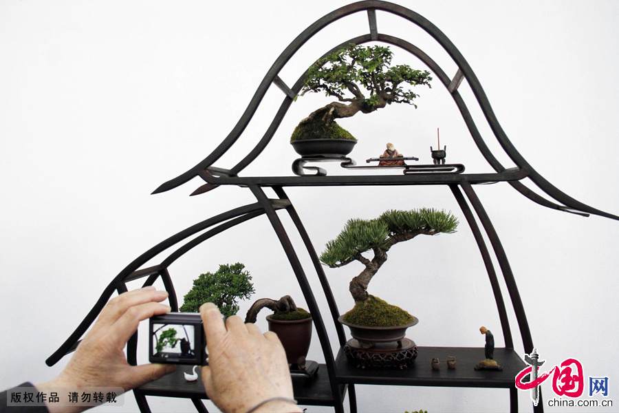 2013年5月1日,一名游客在南京古林公园盆景园为参展的一组盆景拍照。中国网图片库 董金林 摄 2013年5月1日,一名游客在南京古林公园盆景园为参展的一组盆景拍照。中国网图片库 董金林 摄