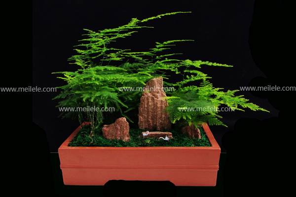 书房怎么制作文竹盆景的方法