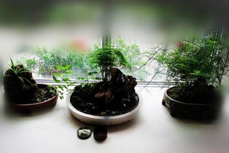 文竹盆景 文竹盆景