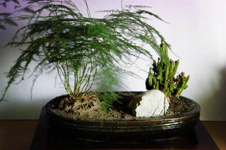 文竹盆景 文竹盆景