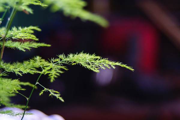 文竹盆景精美图片欣赏 文竹盆景精美图片欣赏