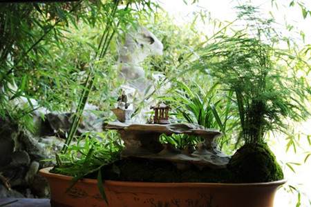 文竹盆景 文竹盆景