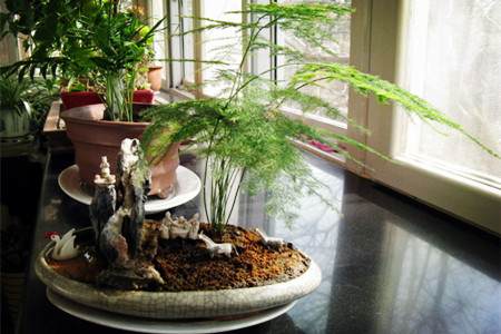 文竹盆景 文竹盆景