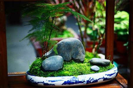 文竹盆景 文竹盆景