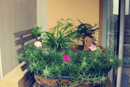 文竹盆景 文竹盆景