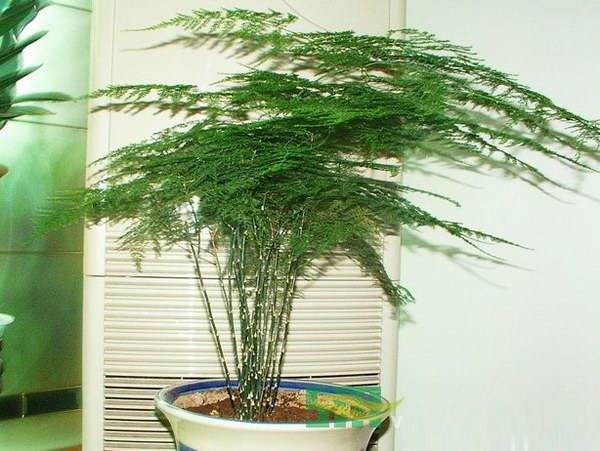 文竹盆景的造型方法