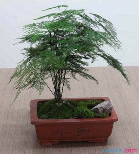 文竹盆景的修剪塑形方法有哪些?