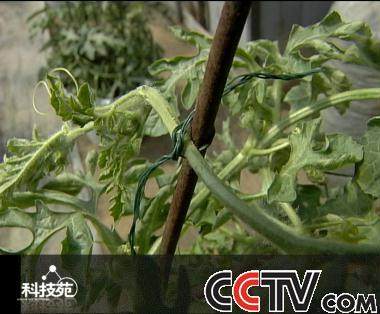 西瓜盆景出农家