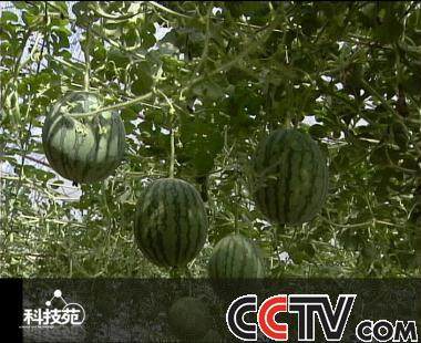 西瓜盆景出农家