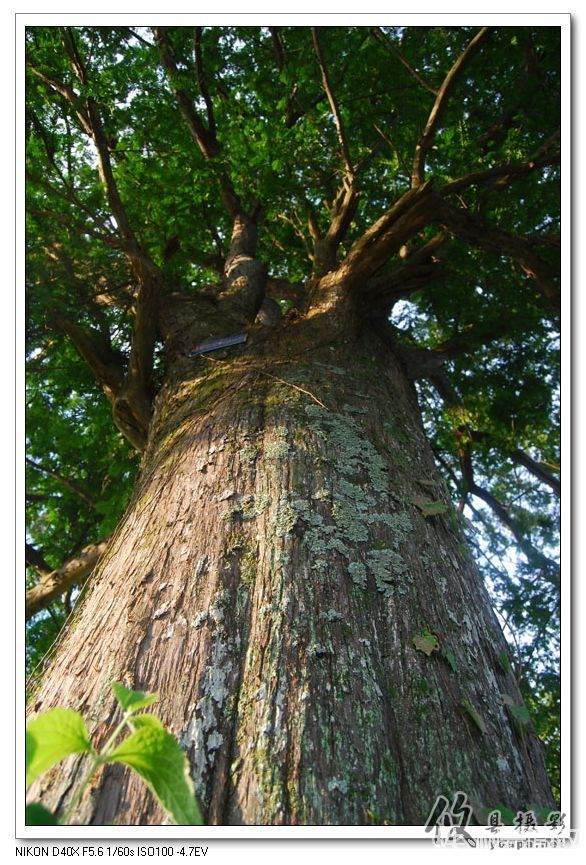 攸县红豆杉盆景亮相上海世博园