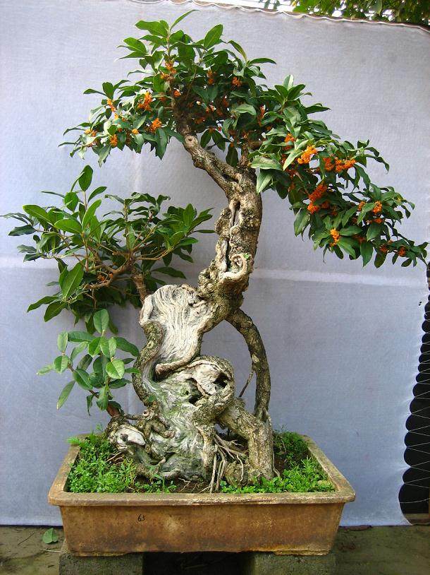 海派盆景亮相 明年上海花展