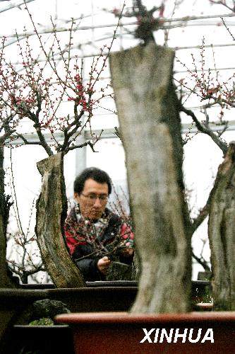 苏州劈梅盆景将赴上海参展