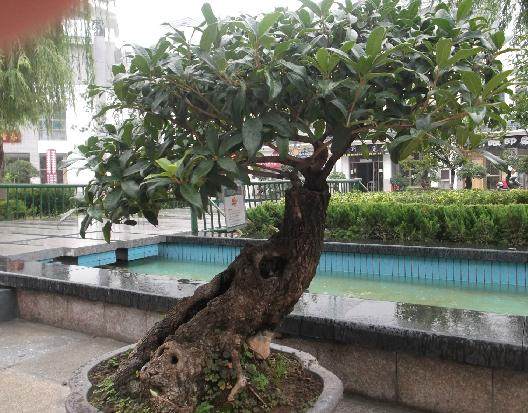 第四届文化体育节暨上海盆景精品展开幕式