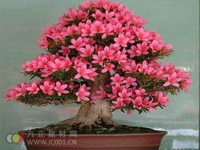 上海古猗园举行皋月杜鹃盆景展