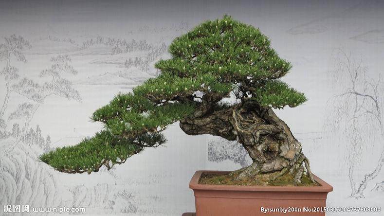 上海崇明盆景蔬菜搬回家 足不出户当农夫