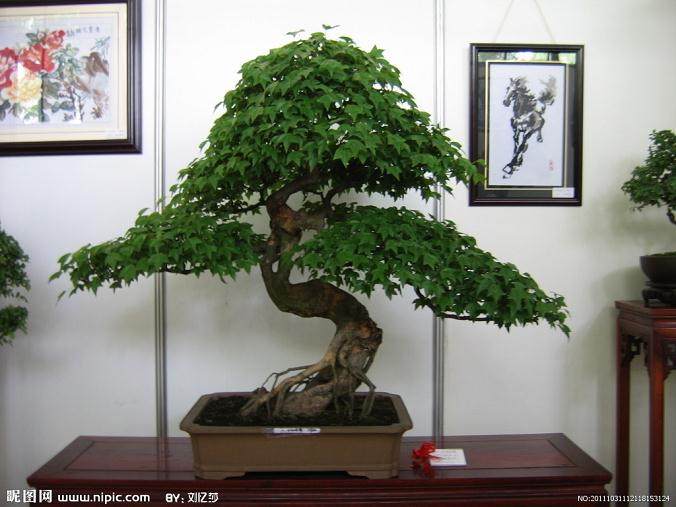 上海植物园开始记录盆景园物候