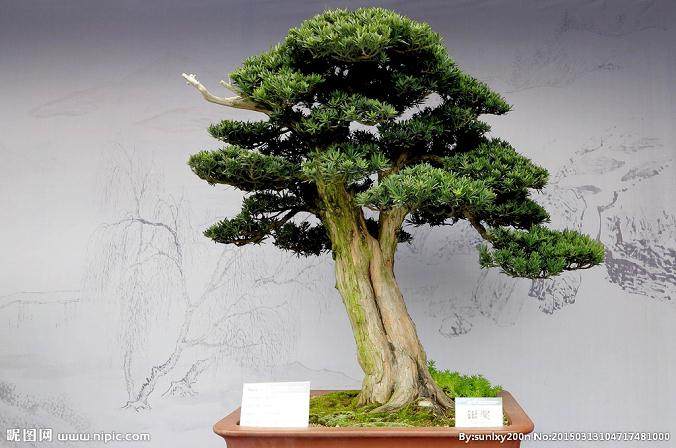 上海：2015年大团镇花卉盆景展举行