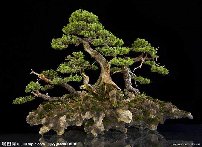 上海古树盆景产权交易中心 上线运营