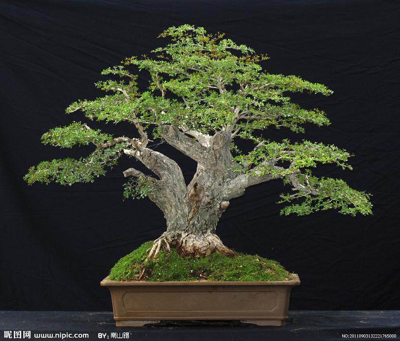 重庆7旬老人痴迷石山盆景 18年自创作品数千件