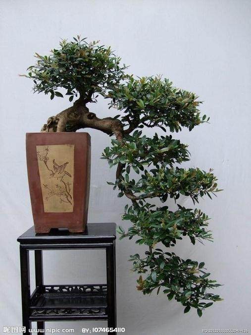 重庆花卉种植户的珍稀盆景花卉可抵押贷款