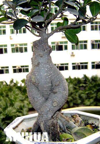 科技时代_重庆一人家小叶榕盆景根部酷似女人体(组图)