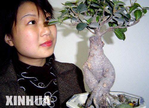 科技时代_重庆一人家小叶榕盆景根部酷似女人体(组图)