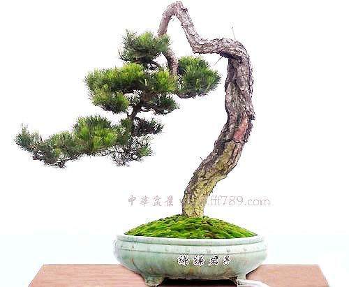 重庆市第八届盆景艺术展将于6.18举行