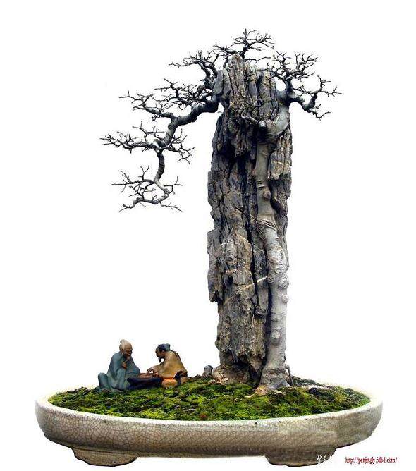 重庆解放碑桶装树太小气 年内将要拆盆景栽大树