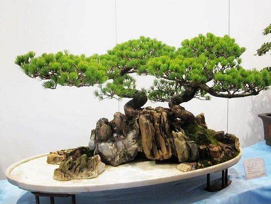 重庆75名花卉盆景制作高手角逐劳动之星