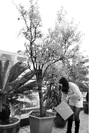 重庆日报农村版石榴盆景成阳台风景