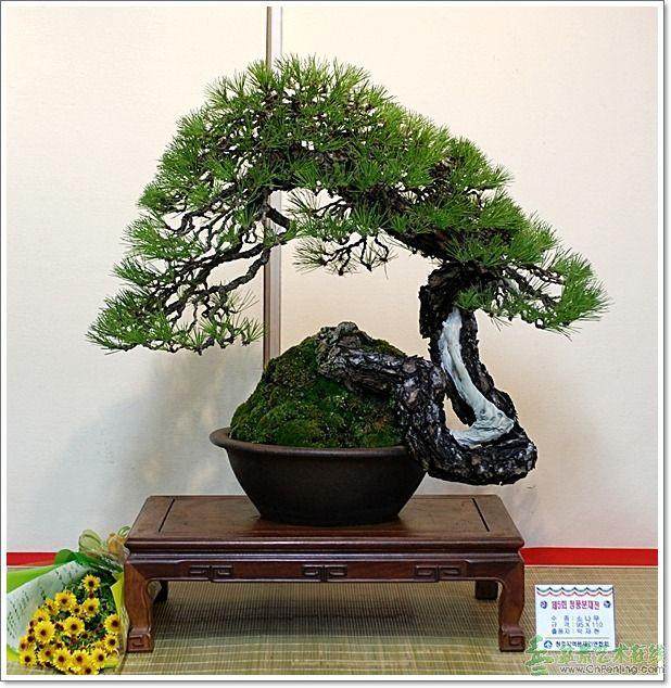 重庆南温泉盆景奇石展持续两月 市民免费