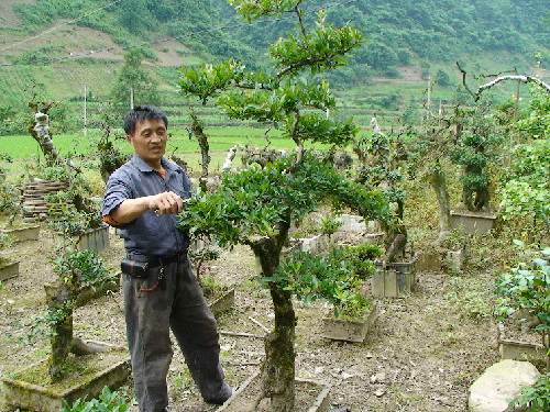 谭海庭在为盆景裁枝整形