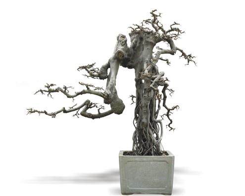 重庆荣昌双节来临家家喜事多 花卉盆景俏销