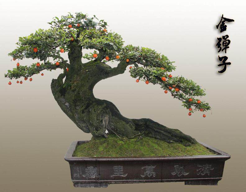 重庆：4万元盆景被盗窃贼竟是卖家