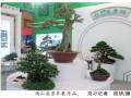 重庆文博会闭幕 我区携南山盆景技艺参展