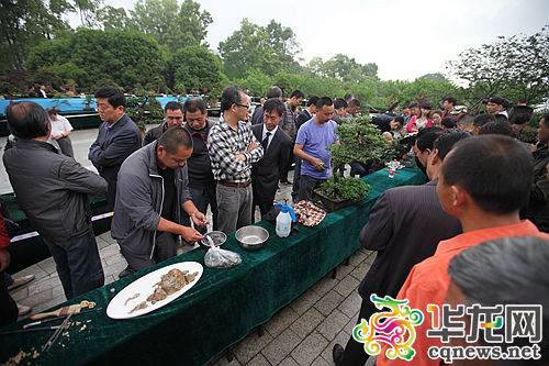 技艺高超的盆景大师们现场为市民们展示自己的盆景技艺。记者