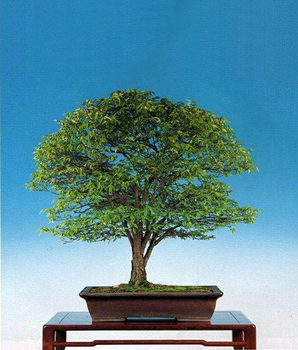 《杂木盆景》内容深入浅出 通俗易懂