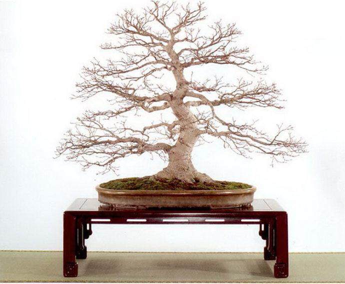 晋派市场热点临沂果树盆景俏销　杂木盆景已趋冷